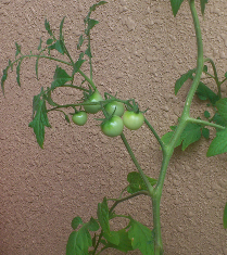 tomato.png